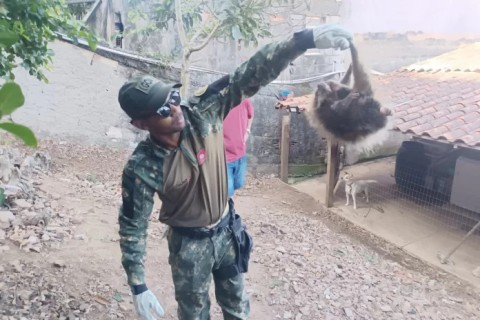 Porco-espinho é resgatado pela GCM em Cabo Frio