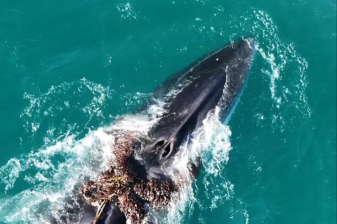 Baleias-Fin são vistas presas a cabo de pesca em Arraial do Cabo e mobilizam força-tarefa ambiental