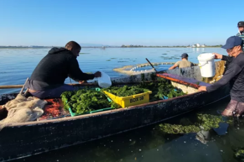 União de esforços: pescadores realizam o recolhimento de algas vivas na Lagoa de Araruama