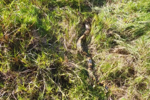 Jibóia é resgatada em residência e devolvida à natureza em Cabo Frio