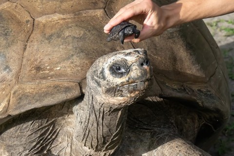 Aos 135 anos, tartaruga gigante Golias se torna pai pela primeira vez e faz história no Zoológico de Miami