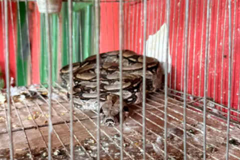 Guarda Marítima e Ambiental resgata duas jiboias em Cabo Frio nesta terça-feira (10)