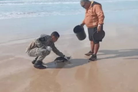 Pinguim debilitado é resgatado pela Guarda Civil de Cabo Frio nas Dunas do Peró
