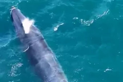 Baleia-de-bryde é avistada na Praia Grande, em Arraial do Cabo