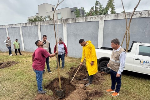 Araruama substitui eucaliptos por ipês-rosa na RJ-106 e transforma corredor da rodovia