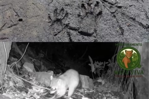 Mão-pelada é registrado em Unidade de Conservação de Arraial do Cabo