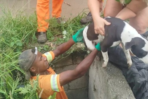 Cachorrinha é resgatada de bueiro com ajuda de moradores e coletores em Araruama