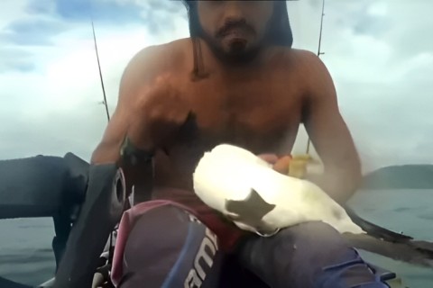 Atobá anilhado há 40 anos é encontrado em Búzios e se torna o mais velho já registrado no mundo