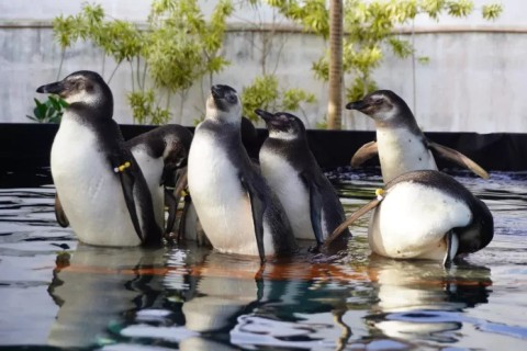 Pinguins e lobo-marinho resgatados na Região dos Lagos voltam ao mar após reabilitação