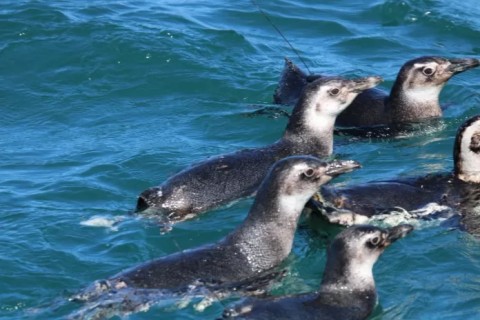Instituto Albatroz faz soltura de 16 pinguins-de-Magalhães a bordo de embarcação em Arraial do Cabo