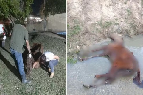 Cavalo é resgatado debilitado de dentro de rio em distrito de Saquarema