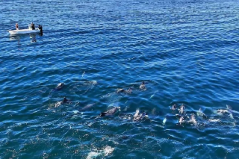 Grupo de Golfinhos-nariz-de-garrafa é avistado nas proximidades da Ilha dos Franceses, em Arraial do Cabo