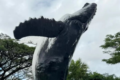 Arraial do Cabo receberá maior réplica de baleia jubarte do Brasil