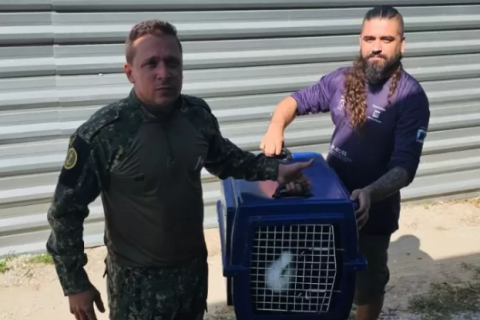 Gaivota debilitada é resgatada na Praia do Forte, em Cabo Frio