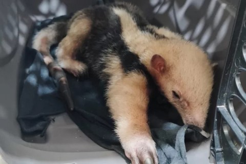 Guarda Marítima e Ambiental de Cabo Frio resgata bicho-preguiça e filhote de tamanduá em dois bairros da cidade