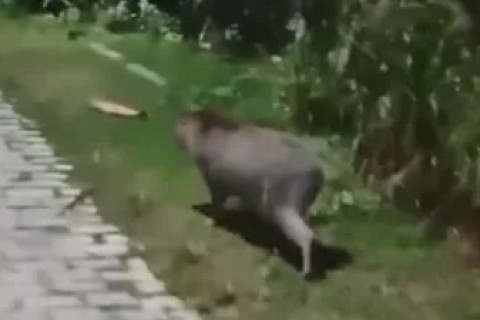Capivara é flagrada ‘passeando’ pelo Jardim Esperança, em Cabo Frio