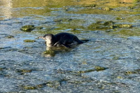 CENA FOFA! Pinguins nadam e tomam sol na Praia do Forte, em Cabo Frio