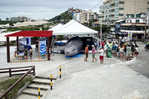 Baleia inflável retorna a Arraial do Cabo na Mar-à-Tona Ambiental