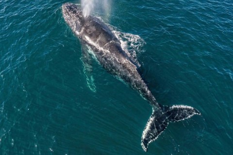 Funtec divulga regras para avistamento de baleias em Arraial do Cabo