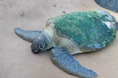 Tartaruga ferida é resgatada na Praia do Centro em São Pedro da Aldeia