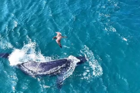 Temporada de Baleias 2025 se aproxima e Arraial do Cabo registra mais uma aparição