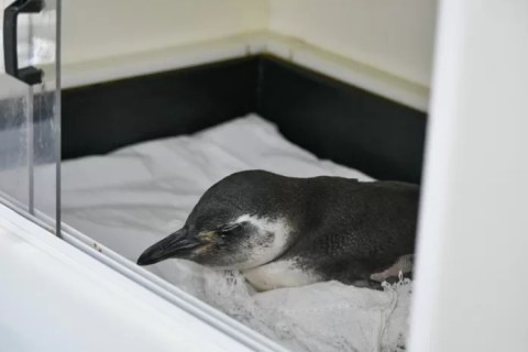 Pinguim-de-Magalhães é resgatado com vida em Rio das Ostras