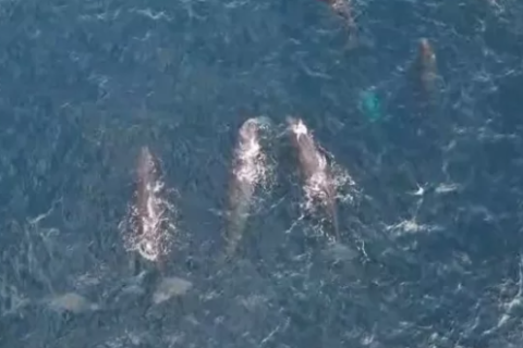 VÍDEO: Grupo de cachalotes é avistado próximo à orla da Praia Grande em Arraial do Cabo