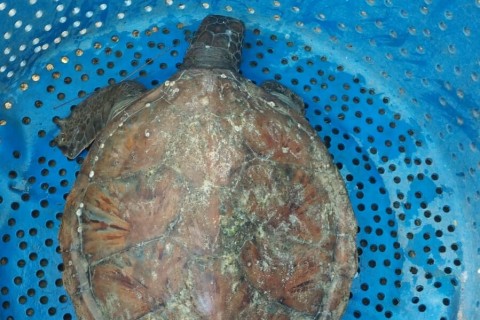 Tartaruga marinha debilitada no Canto da Praia do Forte é resgatada pela Guarda Civil Municipal