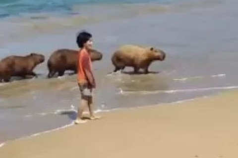 Capivaras surpreendem turistas na Praia da Ferradura em Búzios