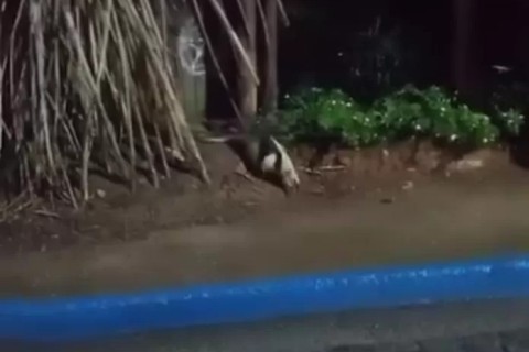 Tamanduá-Mirim é flagrado em bairro residencial de Búzios