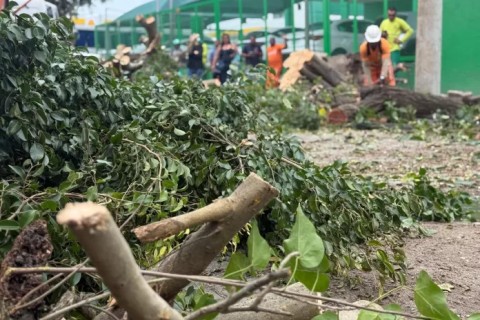 Comsercaf retira árvore após fortes chuvas em Cabo Frio