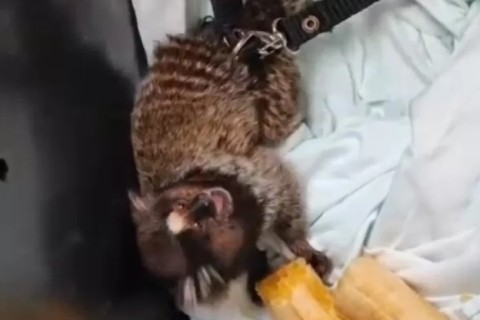 Sagui-de-tufo-preto é encontrado em cativeiro em Unamar, Cabo Frio