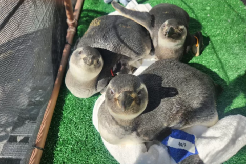 Instituto Albatroz apresenta balanço do primeiro mês de resgates de pinguins da temporada na Região dos Lagos