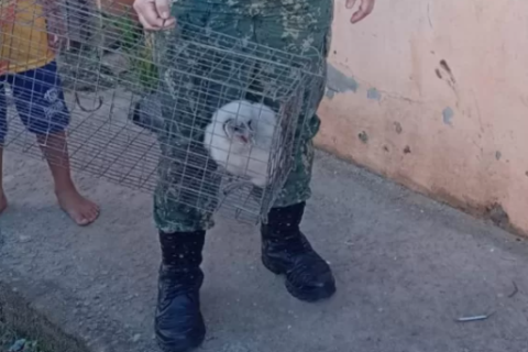 Filhote de coruja é resgatado no quintal de casa em Cabo Frio