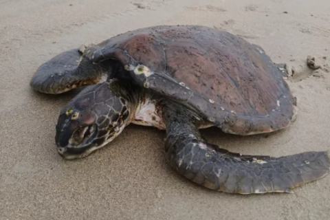 Tartaruga marinha debilitada é resgatada em Cabo Frio