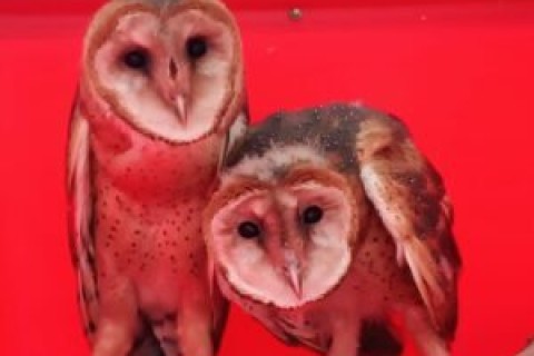 Guarda Ambiental realiza o resgate de filhotes de coruja-suindara no Rio Seco