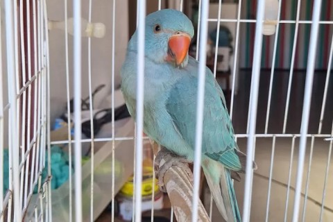 Periquito-indiano é resgatado ferido no bairro Jardim Caiçara, em Cabo Frio