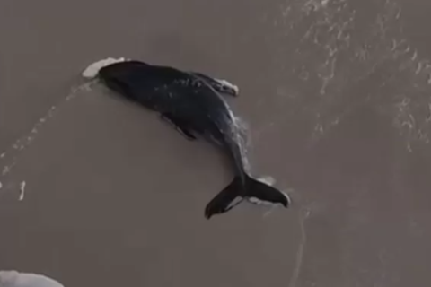 Filhote de baleia-jubarte encalha, mas volta ao mar sozinho em Arraial do Cabo